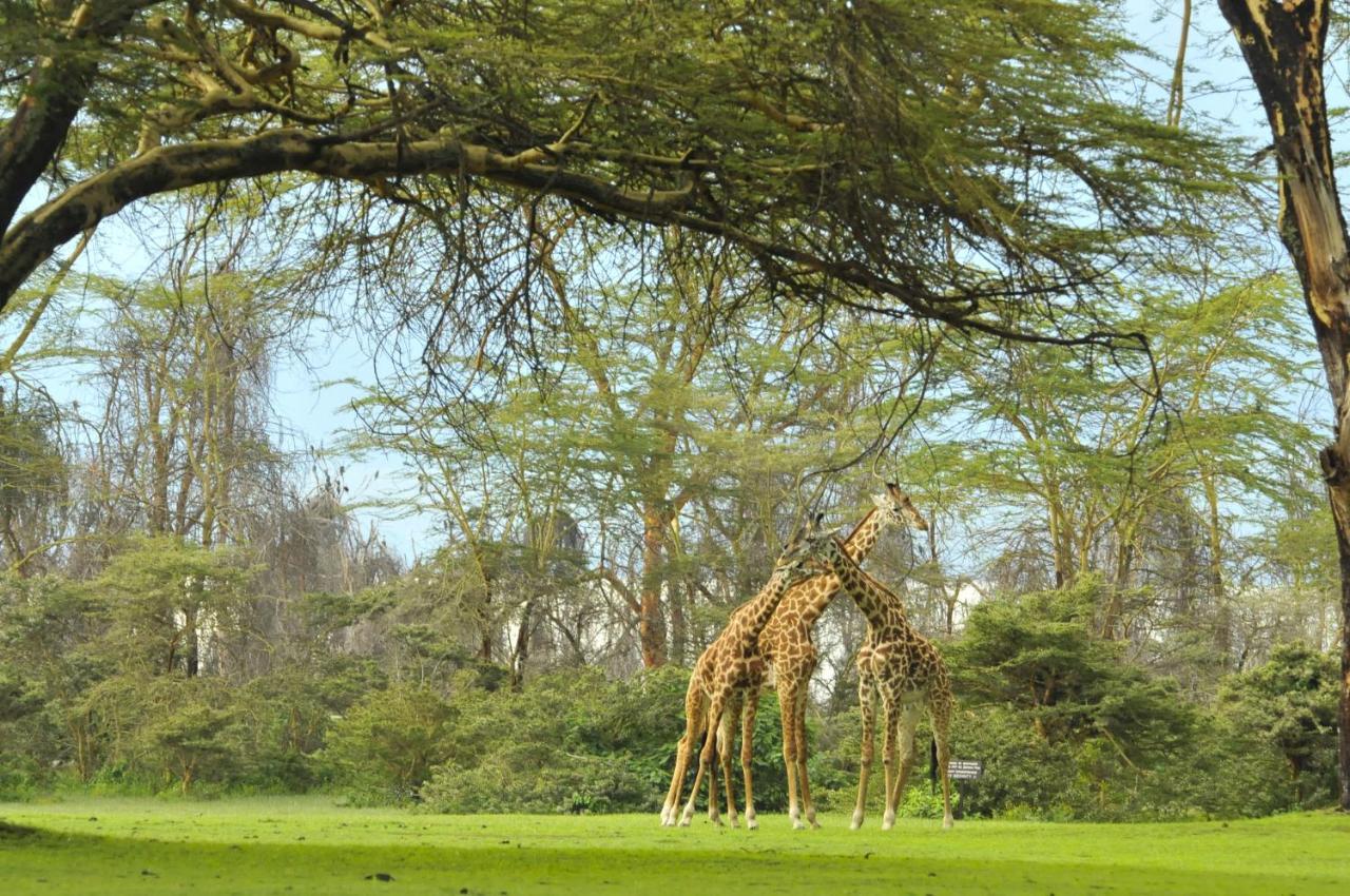 Lake Naivasha Sopa Resort Buitenkant foto